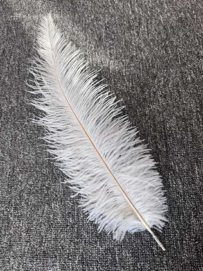 Stručio plunksnos (40-45cm.) - nuotraukos Nr. 2