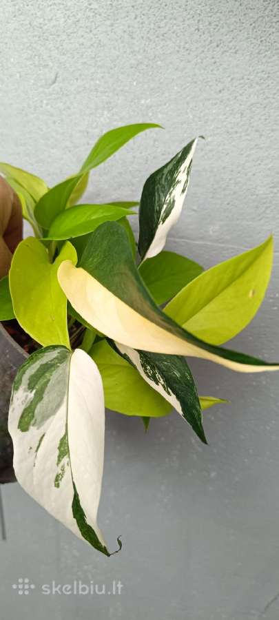 Filodendronai, epipremnum - nuotraukos Nr. 15
