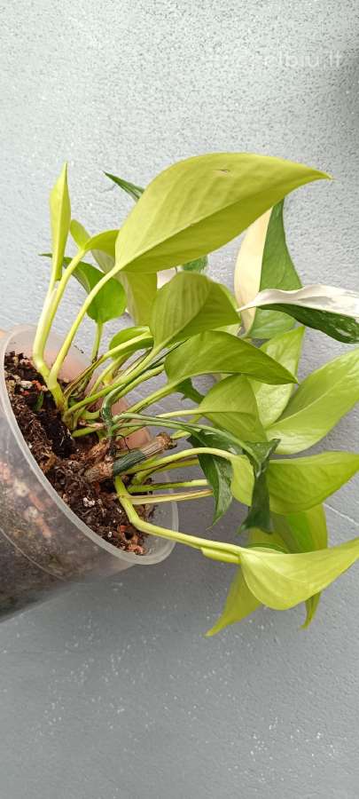 Filodendronai, epipremnum - nuotraukos Nr. 17