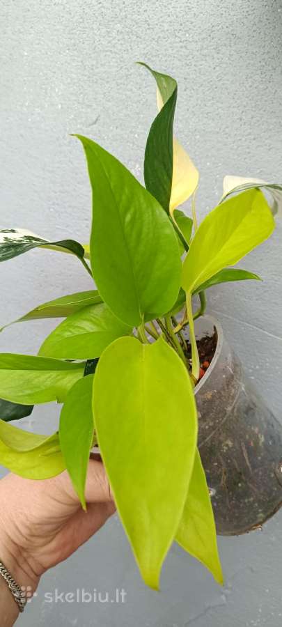 Filodendronai, epipremnum - nuotraukos Nr. 18
