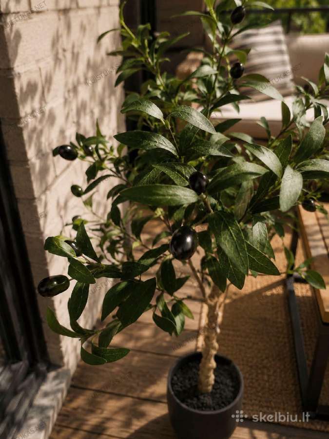 Dekoratyvinis alyvmedis - nuotraukos Nr. 2