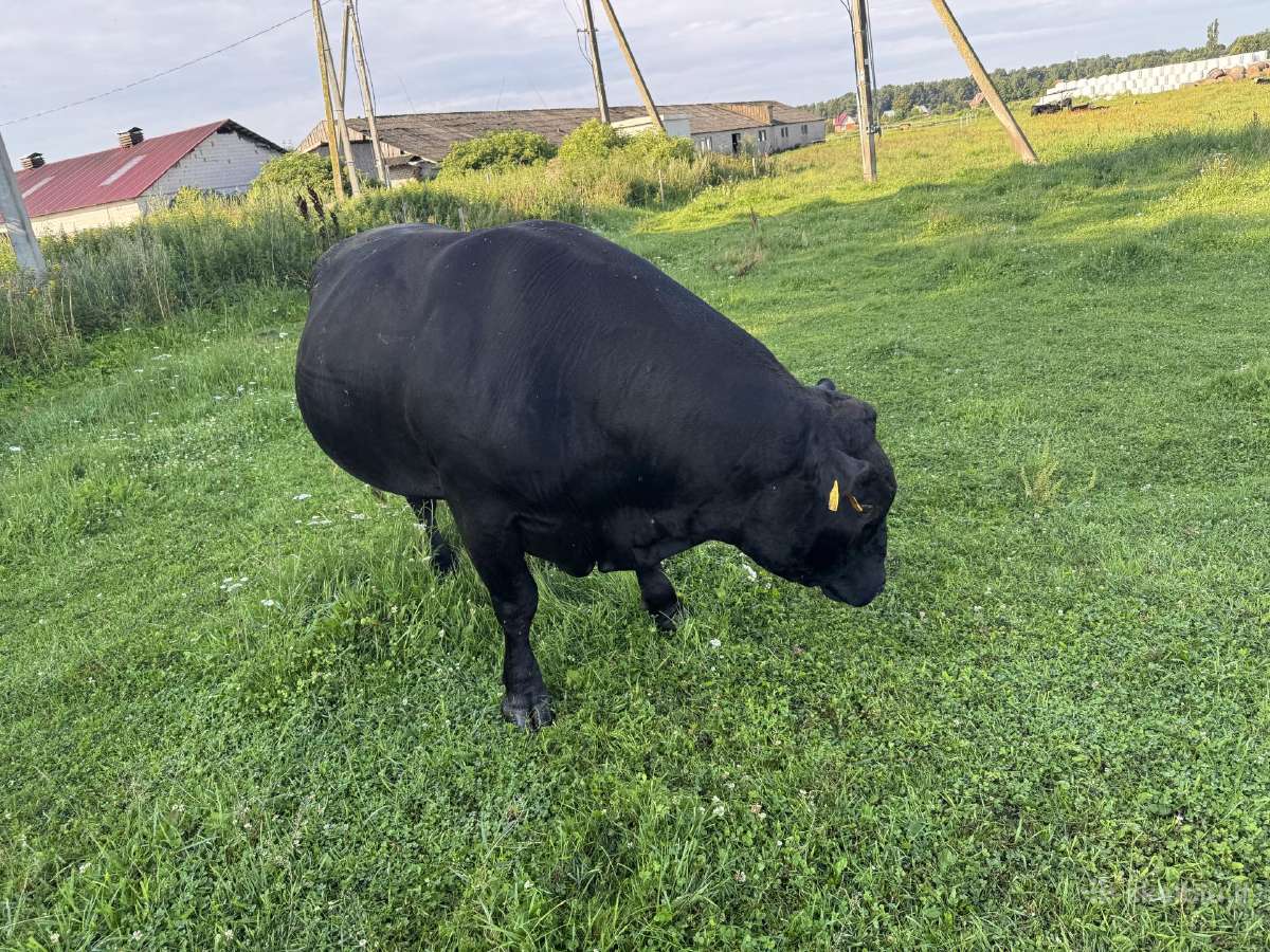 Angus veislės bulius - nuotraukos Nr. 3