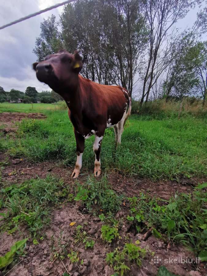 Parduodama žalmargė telyčia - nuotraukos Nr. 3