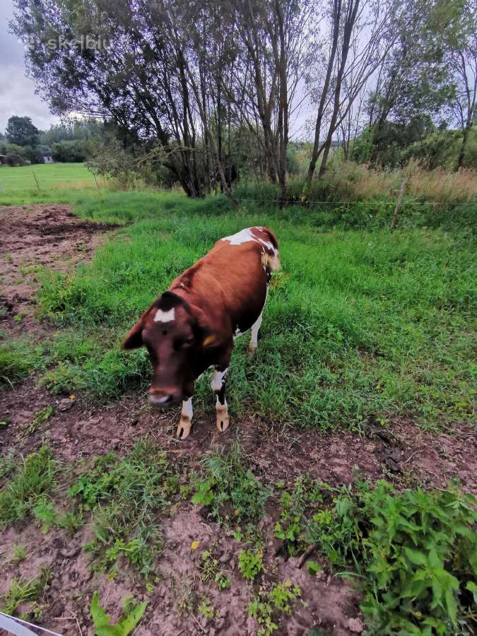 Parduodama žalmargė telyčia - nuotraukos Nr. 2
