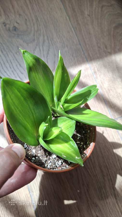 Sansev. trifasciata Hahnii Green Mold Variegated - nuotraukos Nr. 2