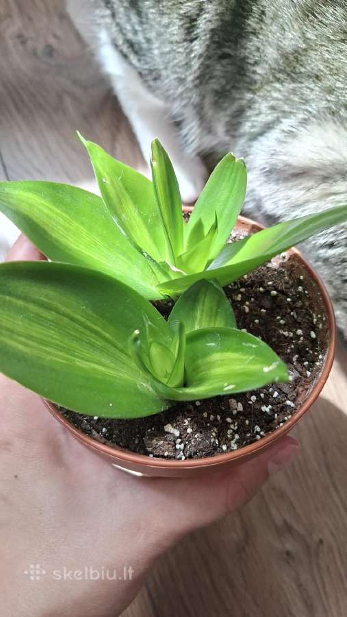 Sansev. trifasciata Hahnii Green Mold Variegated - nuotraukos Nr. 3