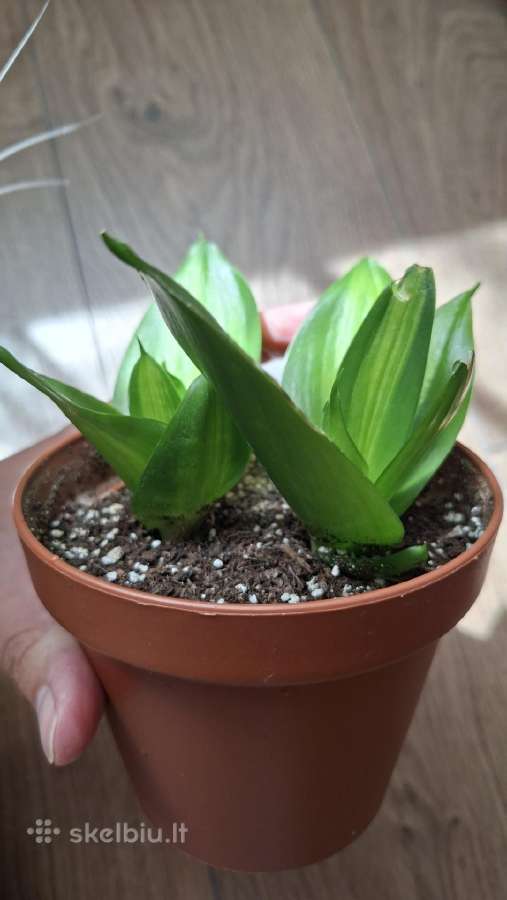 Sansev. trifasciata Hahnii Green Mold Variegated - nuotraukos Nr. 4