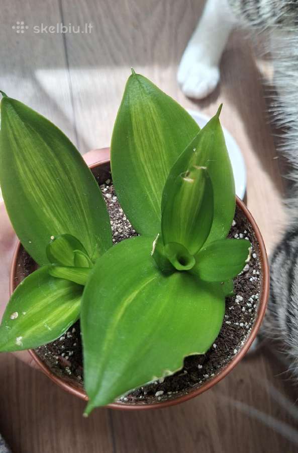 Sansev. trifasciata Hahnii Green Mold Variegated - nuotraukos Nr. 5