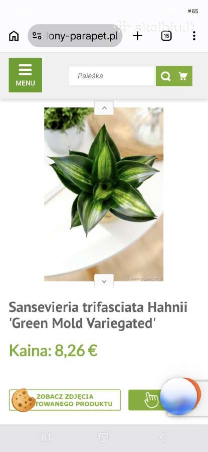 Sansev. trifasciata Hahnii Green Mold Variegated - nuotraukos Nr. 6