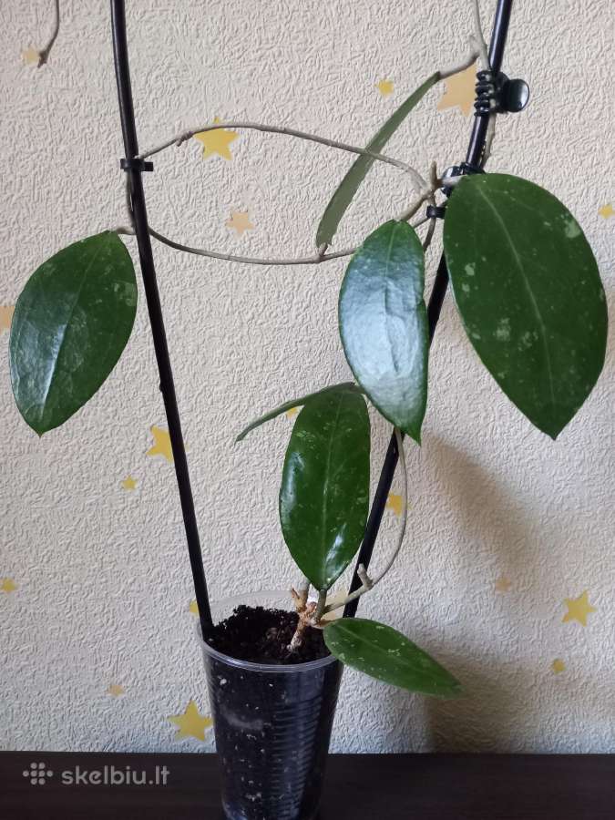 Hoya 's - nuotraukos Nr. 2