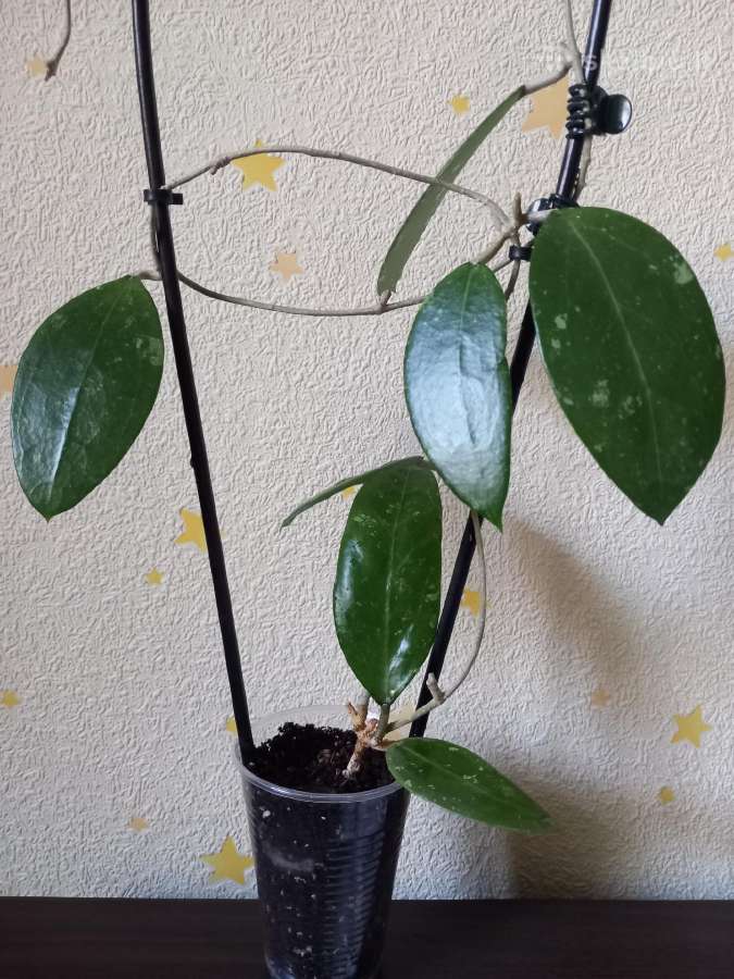 Hoya 's - nuotraukos Nr. 8