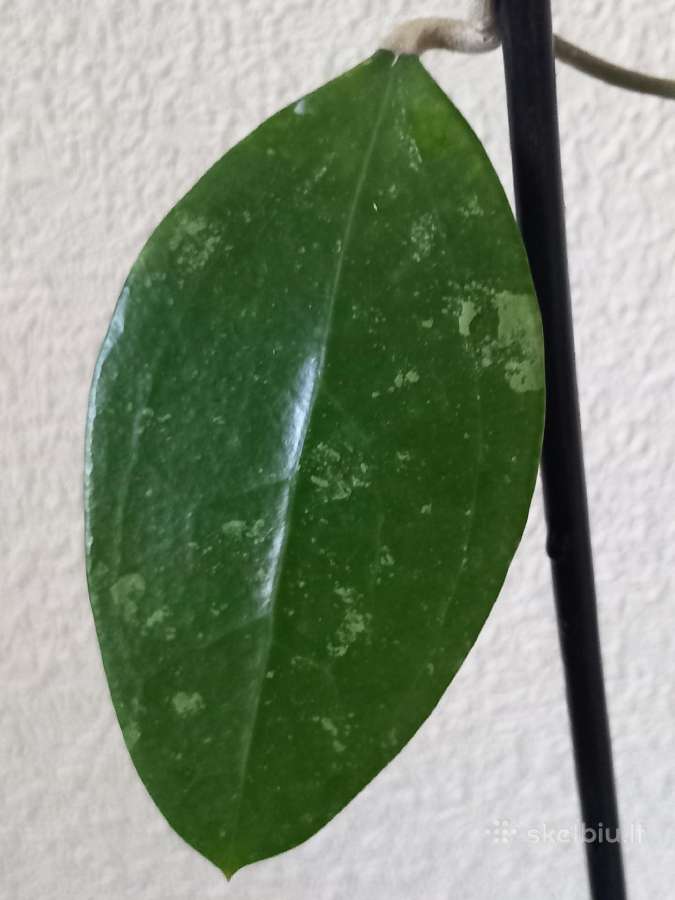 Hoya 's - nuotraukos Nr. 3