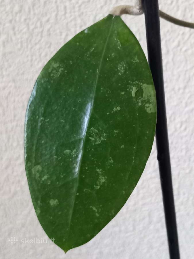 Hoya 's - nuotraukos Nr. 9