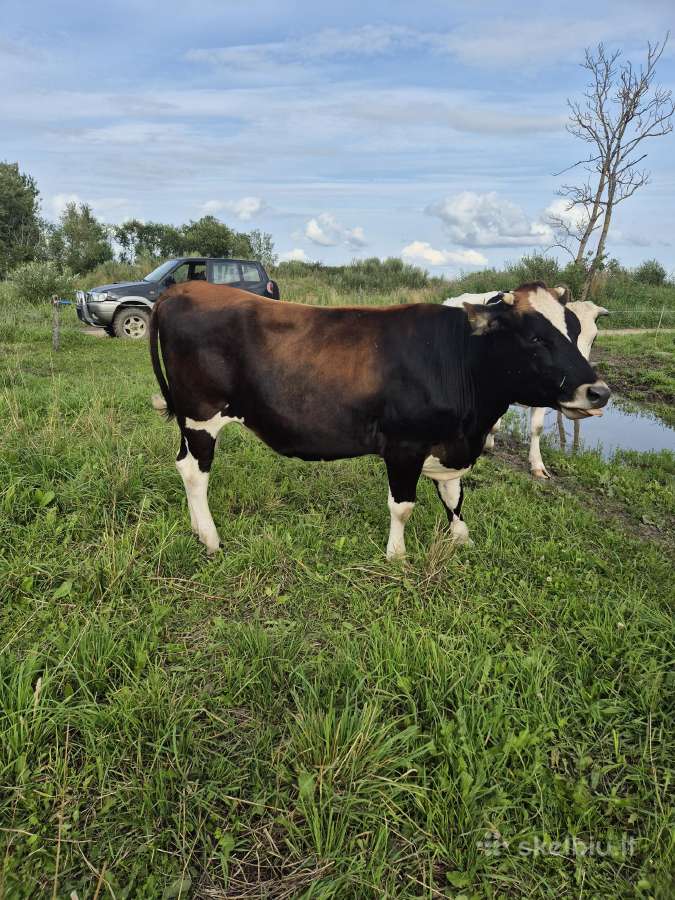 Vrešingos telyčios - nuotraukos Nr. 9
