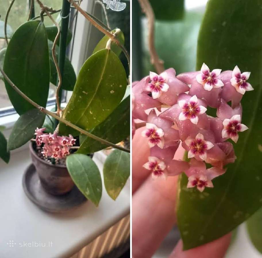 Hoya 's - nuotraukos Nr. 10