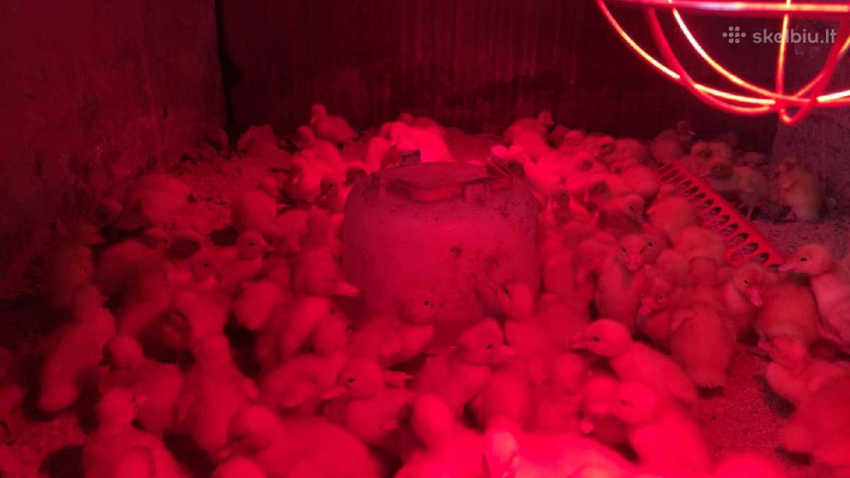 ~3 sav. Mėsiniai pekino ančiukai. - nuotraukos Nr. 2