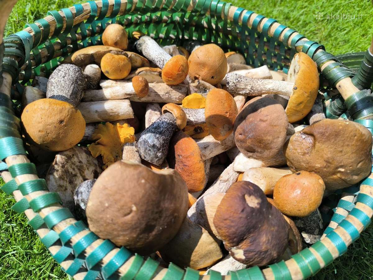 Turiu 7kg Voveraičių, Vilnius, Pilaitė - nuotraukos Nr. 5
