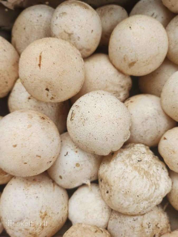 Turiu 7kg Voveraičių, Vilnius, Pilaitė - nuotraukos Nr. 6
