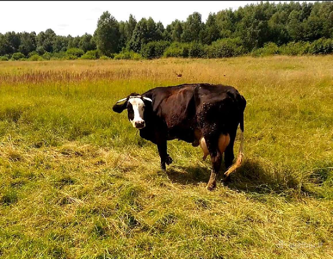 Parduodama karve - nuotraukos Nr. 2