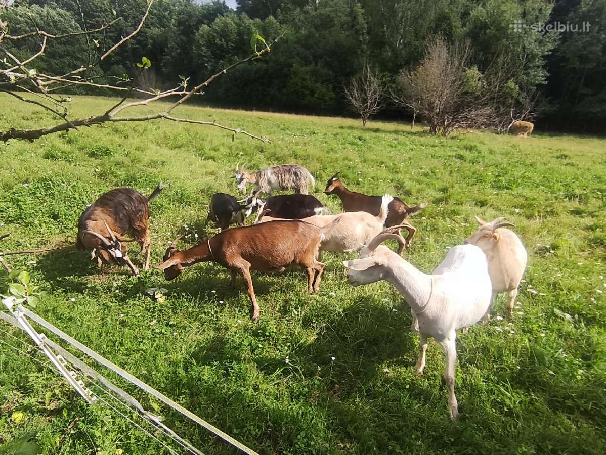 Parduodu ožkas - nuotraukos Nr. 3