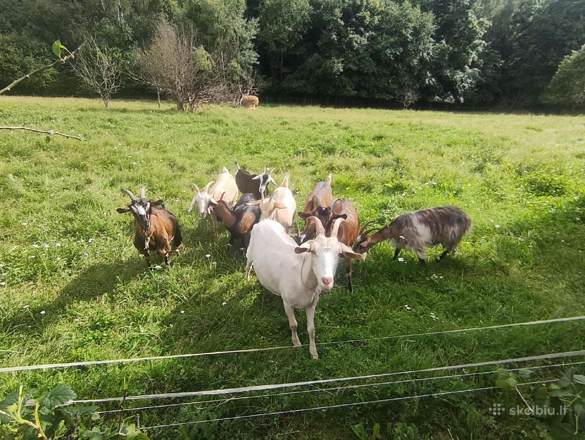 Parduodu ožkas - nuotraukos Nr. 4