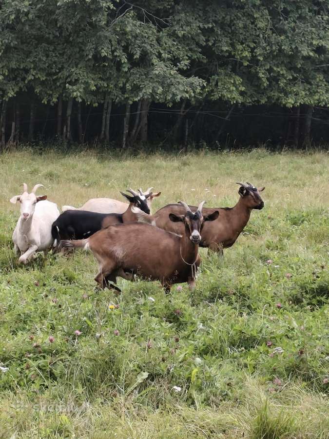 Parduodu ožkas - nuotraukos Nr. 5