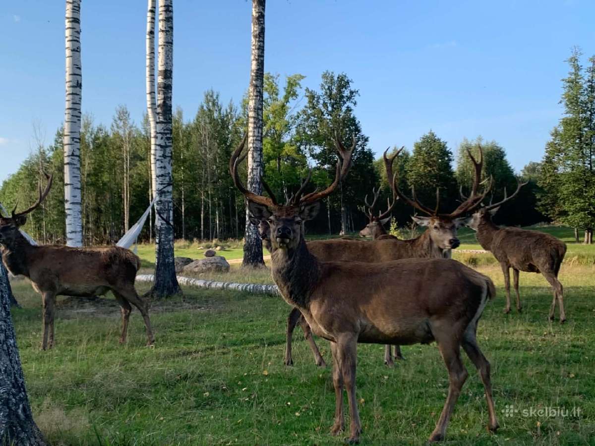 Parduodami taurieji elniai, danieliai - nuotraukos Nr. 2