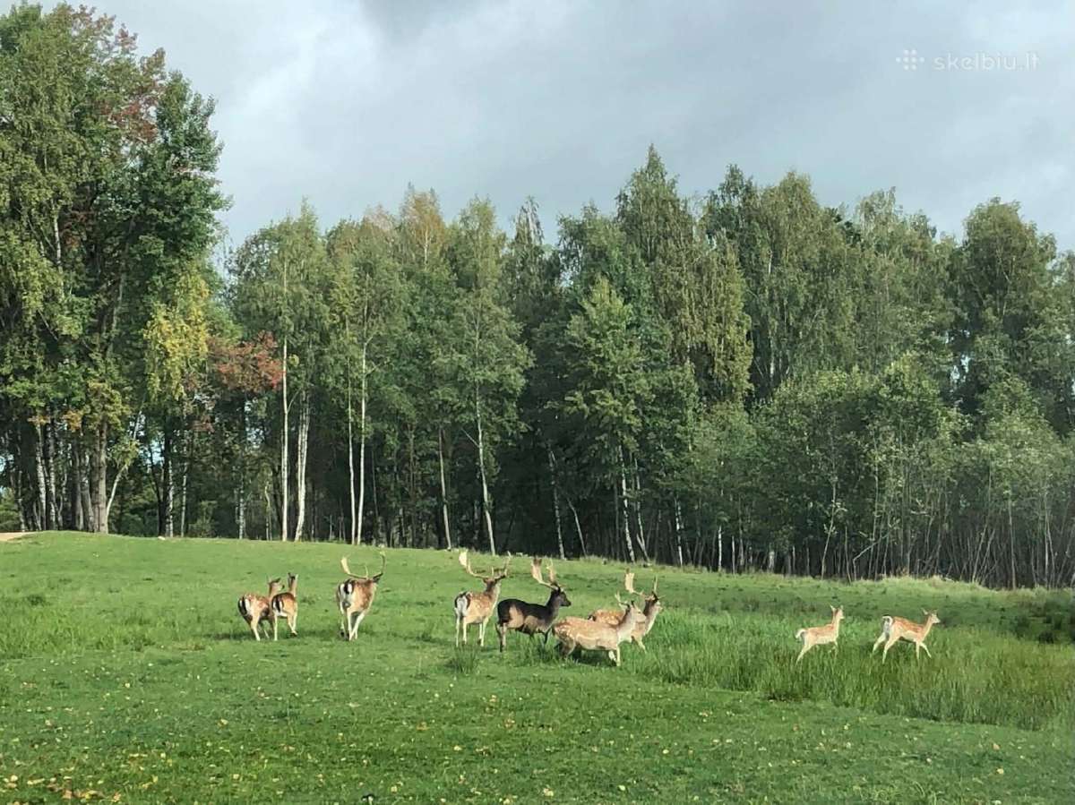 Parduodami taurieji elniai, danieliai - nuotraukos Nr. 3