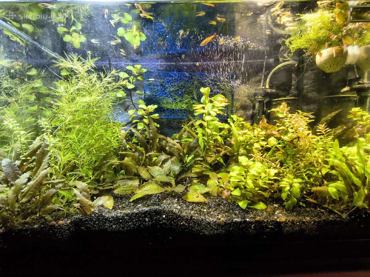 Akvariumai ir reikmenys - nuotraukos Nr. 2
