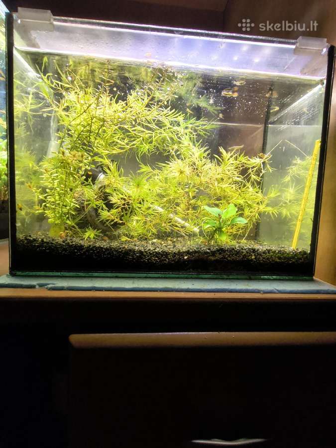 Akvariumai ir reikmenys - nuotraukos Nr. 3