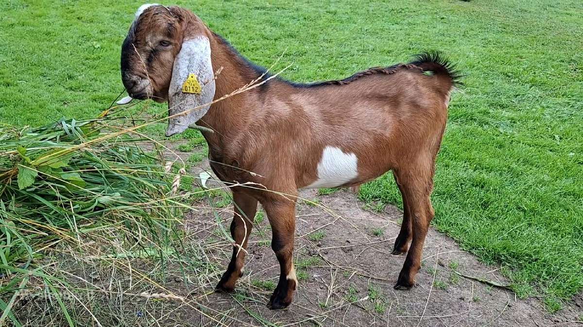 Grynaveisliai Anglo Nubians ožiukai - nuotraukos Nr. 2