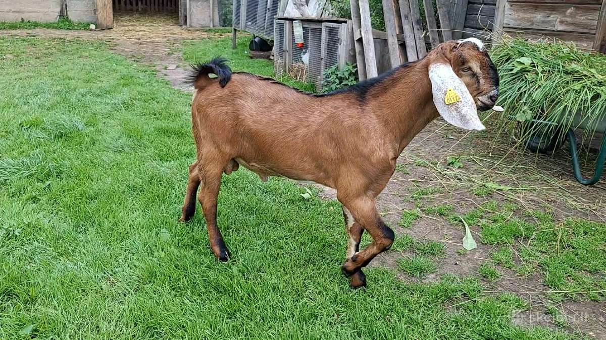 Grynaveisliai Anglo Nubians ožiukai - nuotraukos Nr. 3