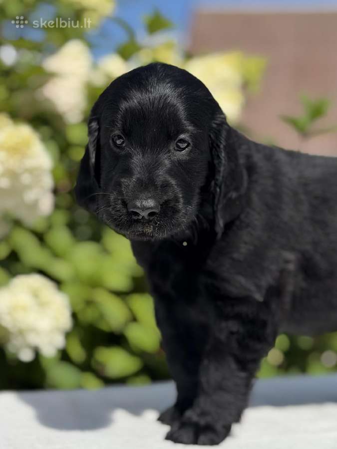 Lygiaplaukiai retriveriai Veislynas Prie Širvenos - nuotraukos Nr. 7