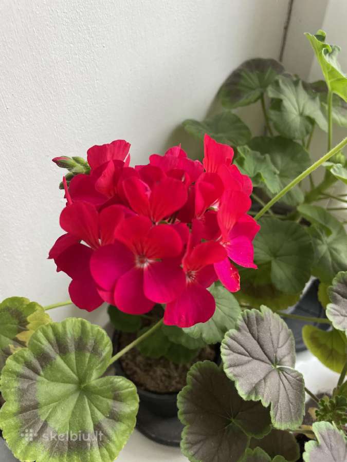 Pelargonijos - nuotraukos Nr. 2