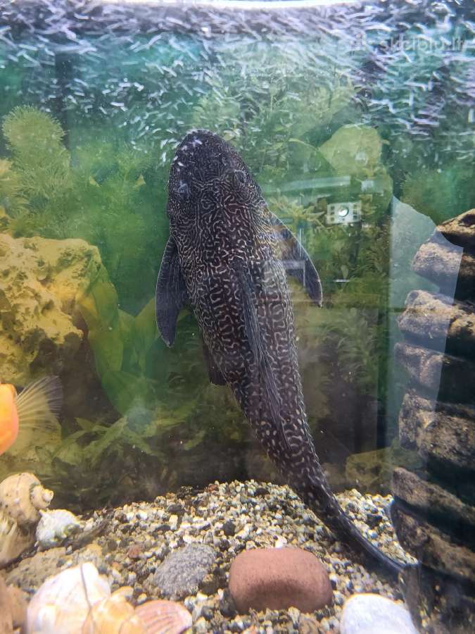 Parduodamas pilnai įrengtas akvariumas - nuotraukos Nr. 2