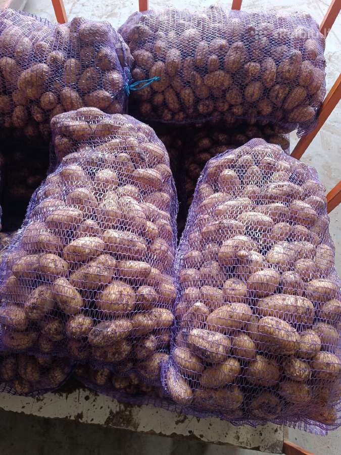 Šviežios fasuotos bulvės, smulkios bulvytės - nuotraukos Nr. 3