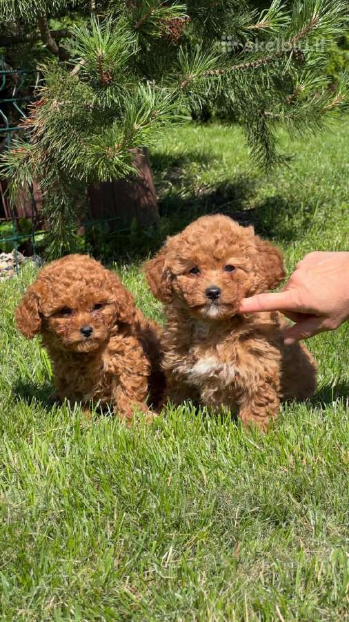 Maltipoo šuniukai - nuotraukos Nr. 4