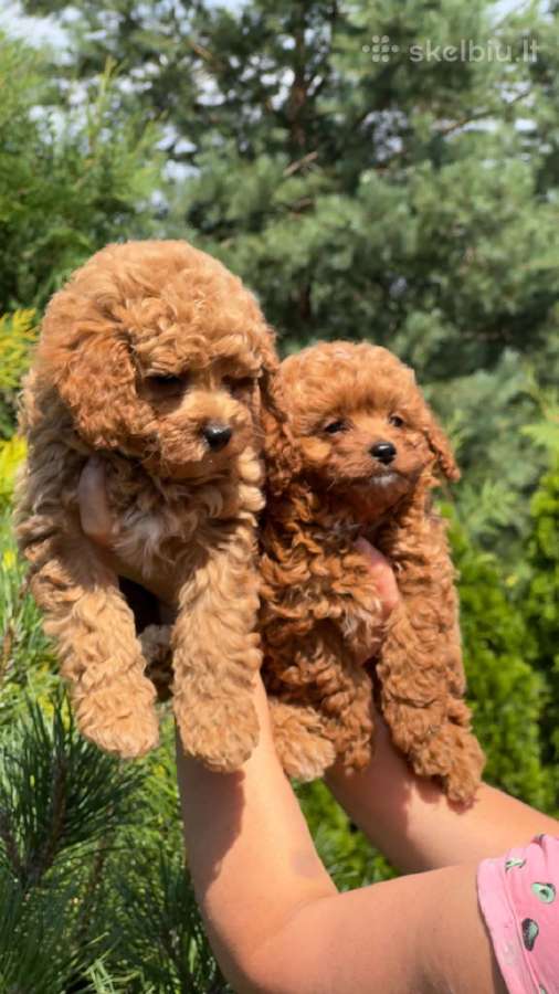 Maltipoo šuniukai - nuotraukos Nr. 3