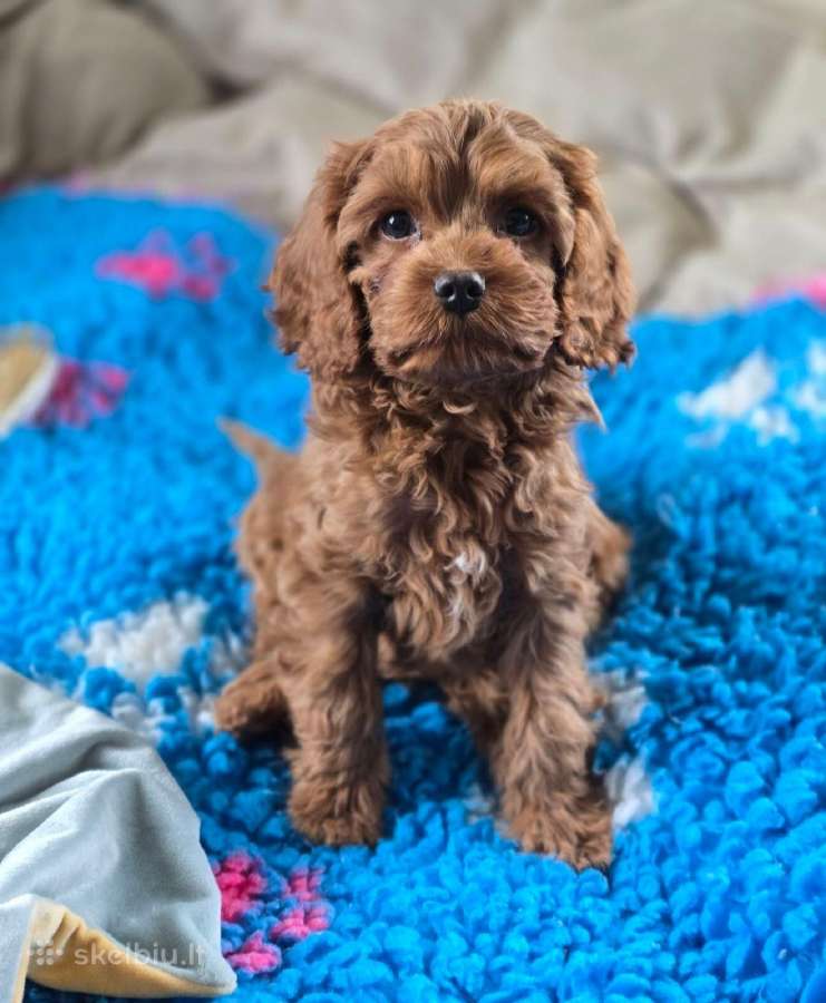 Cavapoo F1 - nuotraukos Nr. 6