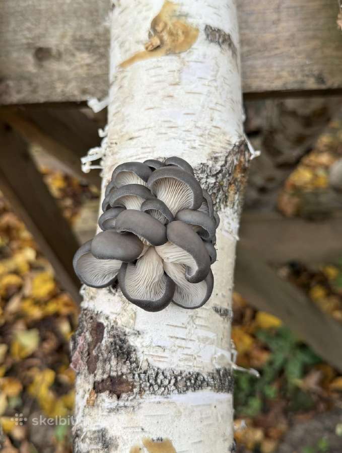 Šitake grybų rąsteliai, shiitake grybai, rąsteliai - nuotraukos Nr. 2