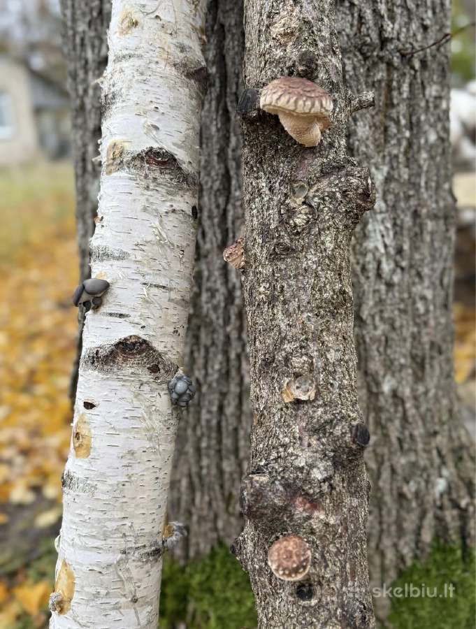 Šitake grybų rąsteliai, shiitake grybai, rąsteliai - nuotraukos Nr. 3