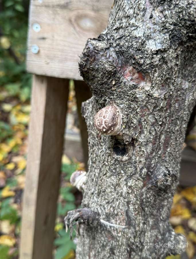 Šitake grybų rąsteliai, shiitake grybai, rąsteliai - nuotraukos Nr. 4