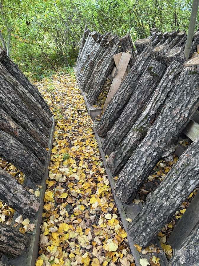 Šitake grybų rąsteliai, shiitake grybai, rąsteliai - nuotraukos Nr. 5
