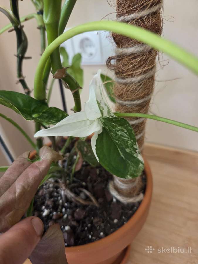 Parduodu Syngonium augalą - nuotraukos Nr. 2