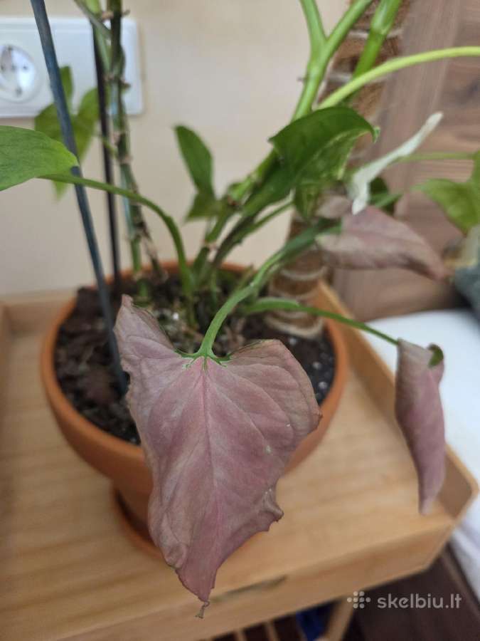 Parduodu Syngonium augalą - nuotraukos Nr. 3
