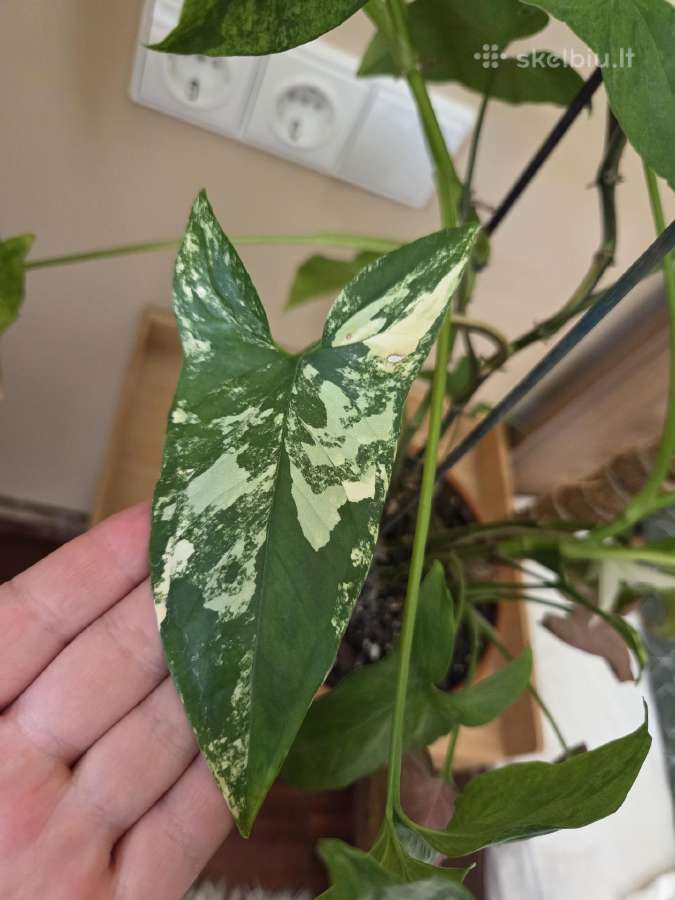 Parduodu Syngonium augalą - nuotraukos Nr. 4