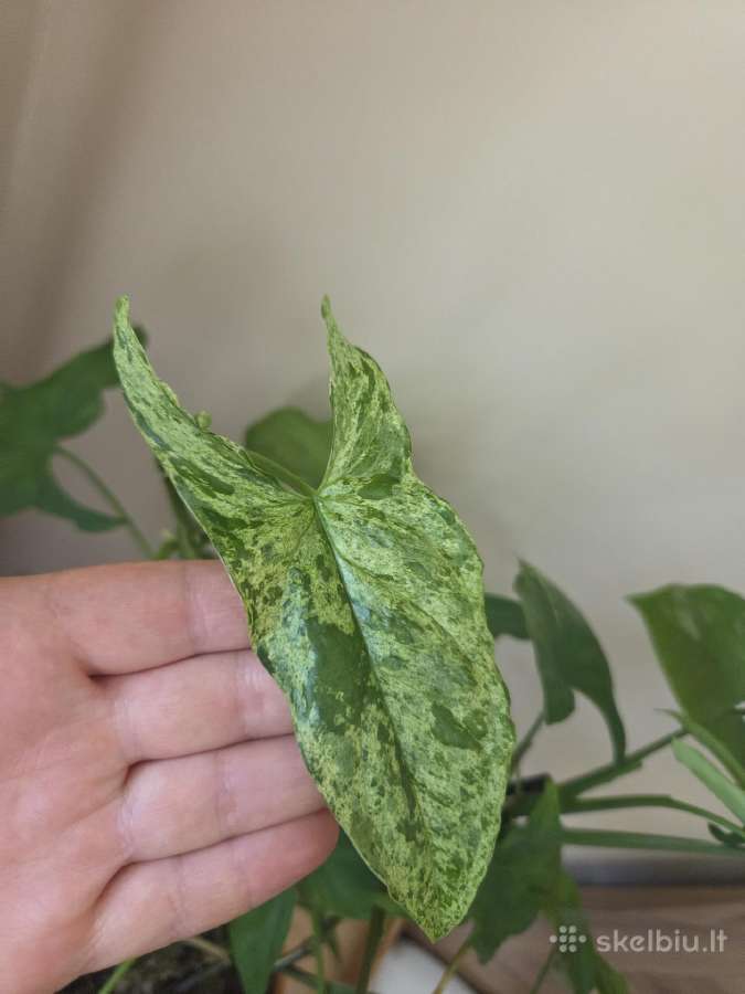 Parduodu Syngonium augalą - nuotraukos Nr. 5