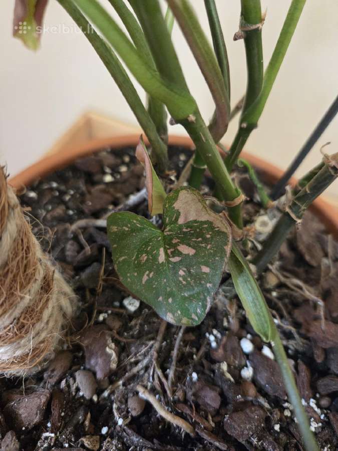 Parduodu Syngonium augalą - nuotraukos Nr. 6