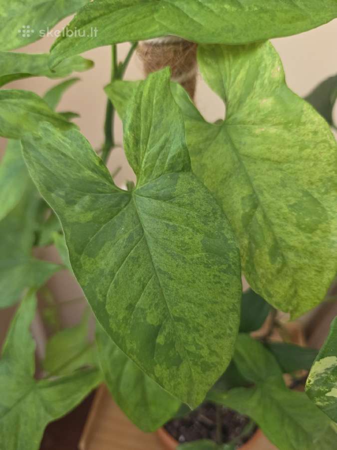Parduodu Syngonium augalą - nuotraukos Nr. 8