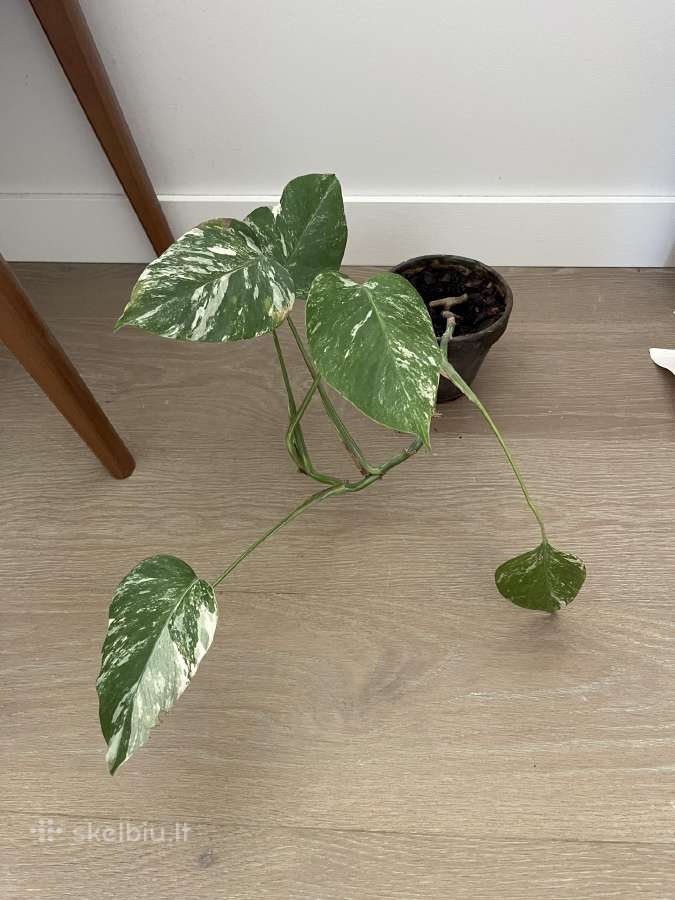 Monstera Variegata - nuotraukos Nr. 2